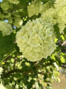 iphone 5sep2025 1090