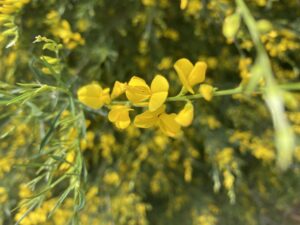 iphone 5sep2025 1111