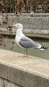 gaviota roma